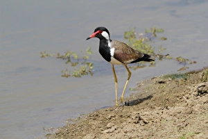 Red-wattled Lapwing (Vanellus indicus) adult, walking on mud at edge of lake, Bundala N. P. Sri Lanka, February