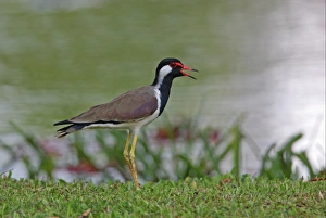 Plovers Prints: Red-wattled Lapwing (Vanellus indicus) adult