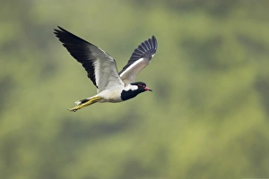 Red-wattled Lapwing (Vanellus indicus) adult, in flight, Keoladeo Ghana N. P. (Bharatpur), Rajasthan, India