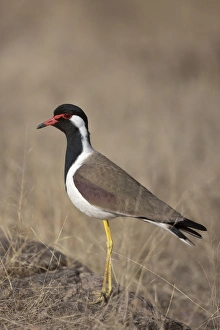 Red-wattled Lapwing (Vanellus indicus) adult, standing on rock, Ranthambore N. P. Rajasthan, India, March