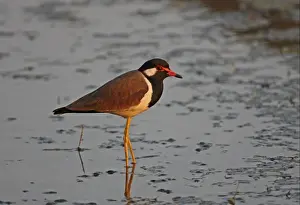 Plovers Prints: Red-wattled Lapwing (Vanellus indicus atronuchalis) adult