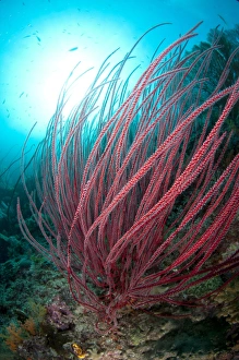 West Papua Prints: Red Whip Coral (Ellisella cercida) in reef habitat