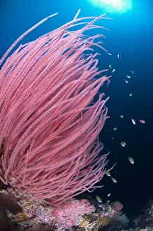Corals Prints: Red Whip Coral (Ellisella cercida) with small fish on reef