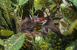 Bul Bul Prints: Red-whiskered Bulbul (Pycnonotus jocosus) adult