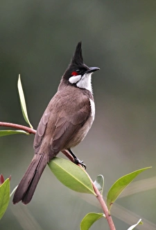 Red-whiskered Bulbul (Pycnonotus jocosus) adult, perched on stem, Hong Kong, China, march