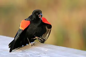 Black Bird Prints: Red-winged Blackbird (Agelaius phoeniceus) adult male