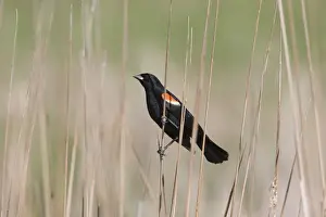 Red-winged Blackbird (Agelaius phoeniceus) adult male, perched on stem, North Dakota, U. S. A. June