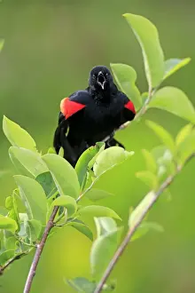 Red-winged Blackbird (Agelaius phoeniceus) adult male, singing, perched on twig, Wakodahatchee Wetlands, Delray Beach