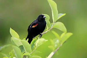 Red-winged Blackbird (Agelaius phoeniceus) adult male, perched on twig, Wakodahatchee Wetlands, Delray Beach, Florida