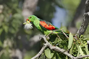 Parrot Prints: Red-winged Parrot (Aprosmictus erythropterus) adult male