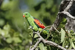 Red-winged Parrot (Aprosmictus erythropterus) adult male, feeding on eucalyptus tree flowers, Northern Territory