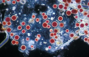Alga Prints: RedAlgae (Porphyridium cruentum)