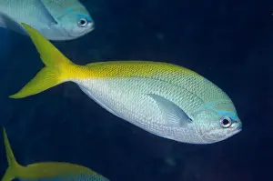 Komodo Prints: Redbelly Yellowtail Fusilier (Caesio cuning) adults