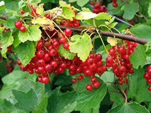 Agriculture Prints: Redcurrant bushes with ripe fruit laiden with water droplets after rain