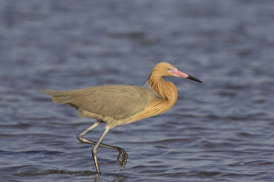 Egrets Prints: Reddish Egret (Egretta rufescens) adult