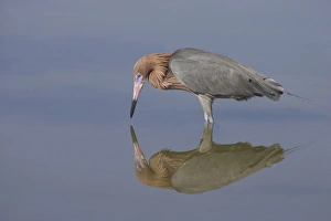 Reddish Egret (Egretta rufescens) adult, fishing in shallow water with reflection, Estero Lagoon, Florida, U. S. A