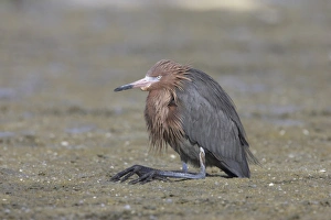 Reddish Egret (Egretta rufescens) adult, resting with legs folded, Estero Lagoon, Florida, U. S. A