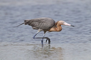 Egrets Prints: Reddish Egret (Egretta rufescens) dark morph