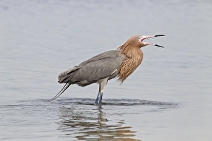 Reddish Egret (Egretta rufescens) dark morph, adult, fishing in shallow water, Florida, U. S. A. February