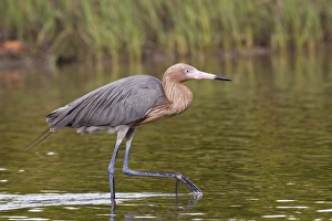 Reddish Egret (Egretta rufescens) dark morph, adult, walking in shallow water, Florida, U. S. A. February