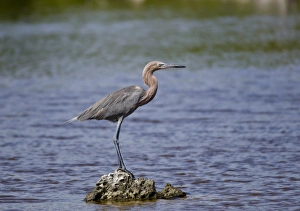 Egrets Prints: Reddish Egret (Egretta rufescens) dark morph