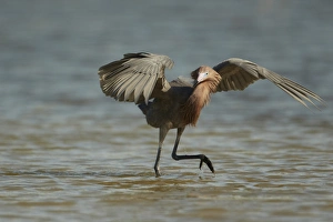 Reddish Egret (Egretta rufescens) dark morph, adult, fishing with wings raised to provide shade, Fort Myers, Florida