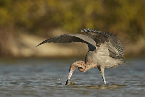 Reddish Egret (Egretta rufescens) dark morph, adult, fishing with wings raised to provide shade, Fort Myers, Florida