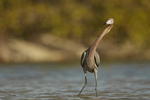 Reddish Egret (Egretta rufescens) dark morph, adult, twisting neck characteristically during fishing, Fort Myers