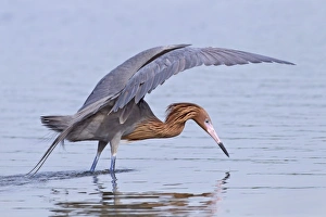 Reddish Egret (Egretta rufescens) dark morph, adult, fishing in shallow water, Florida, U. S. A. February