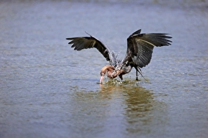 Reddish Egret (Egretta rufescens) dark morph, adult, fishing in shallow water, Sanibel Island, Florida, U. S. A. March