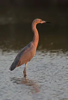 Egrets Prints: Reddish Egret (Egretta rufescens rufescens) dark morph