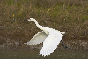 Egrets Prints: Reddish Egret (Egretta rufescens) white morph