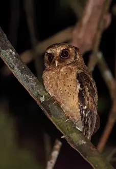 Owls Prints: Reddish Scops-owl (Otus rufescens rufescens) adult, perched on branch, Way Kambas N. P