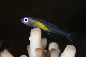 Redeye Hovering Goby (Bryaninops natans) adult, resting on Coral (Acropora sp. ), Lembeh Straits, Sulawesi