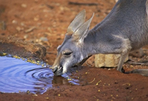 Australia Prints: RedKangaroo (Mactopus rufus) Female drinking