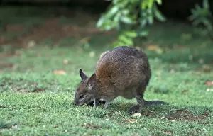 Marsupials Prints: Rednecked Pademelon (Thylogale thetis) Lamington Nat. Park, Australia
