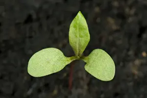 Seedling Prints: Redshank, Polygonum maculosa, seedling cotyledons with first true leaf
