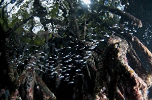 Roots Prints: Redspot Cardinalfish (Apogon parvulus) shoal