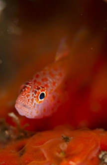 Indopacific Prints: Redspot Dwarfgoby (Trimma halonevum) adult