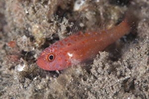 Redspot Dwarfgoby (Trimma halonevum) adult, resting on black sand, Lembeh Straits, Sulawesi, Sunda Islands, Indonesia