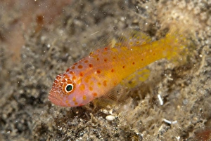 Redspot Dwarfgoby (Trimma halonevum) adult, Lembeh Straits, Sulawesi, Sunda Islands, Indonesia, September