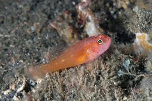 Redspot Dwarfgoby (Trimma halonevum) adult, Lembeh Straits, Sulawesi, Sunda Islands, Indonesia, March
