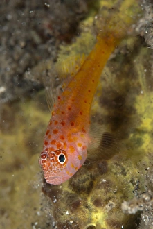 Redspot Dwarfgoby (Trimma halonevum) adult, Lembeh Straits, Sulawesi, Sunda Islands, Indonesia, September