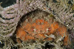 Protects Prints: Redspot Sponge Crab (Lewindromia unidentata) adult