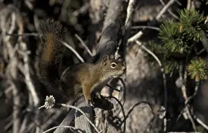 Rodent Prints: RedSquirrel (Tamiasciurus hudsonicus) sometimes called Chickaree - Yellowstone, USA
