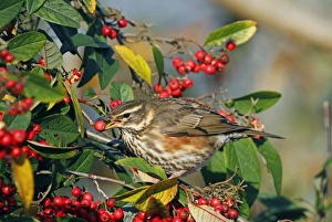 Redwing (Turdus iliacus) adult, feeding on cotoneaster berry, Wakehurst, Ardingly, West Sussex, England, december