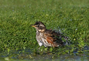 Thrush Prints: Redwing (Turdus iliacus) adult, bathing in pond, Norfolk, England, october