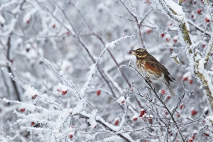 Thrush Prints: Redwing (Turdus iliacus) adult