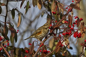 Thrush Prints: Redwing (Turdus iliacus) adult