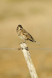 Thrush Prints: Redwing (Turdus iliacus) adult, perched on fencepost, Iceland, June